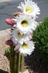 Another perfect blooming cactus