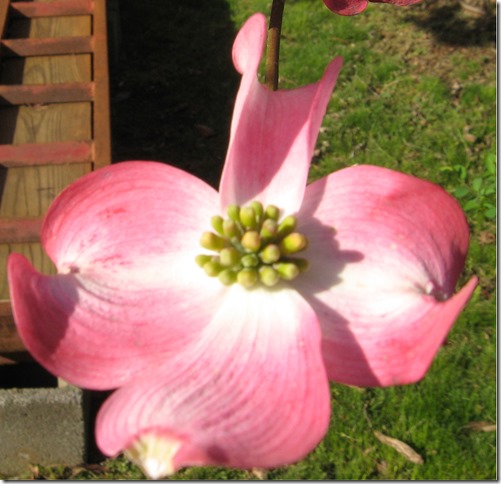 pink dogwood flower