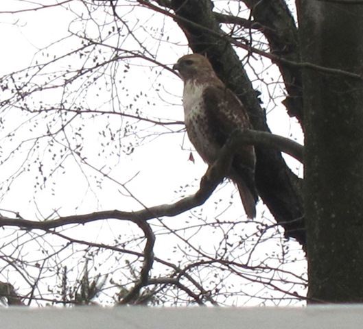 [red-hawk-stare%255B5%255D.jpg]