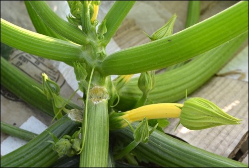 squash plants July 8