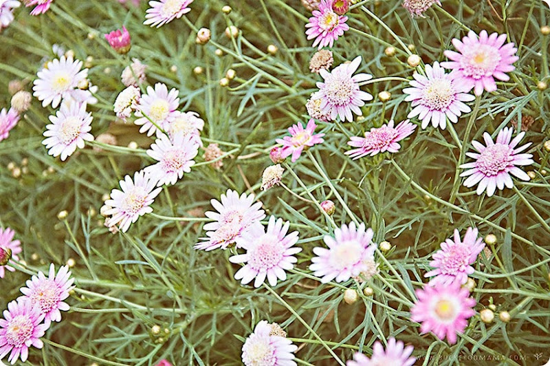 Pink-flowers-(1) Pink-flowers-(1)