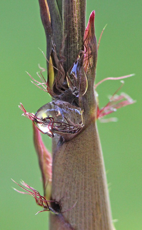 [110412_Phyllostachys-nigra_05a%255B3%255D.jpg]