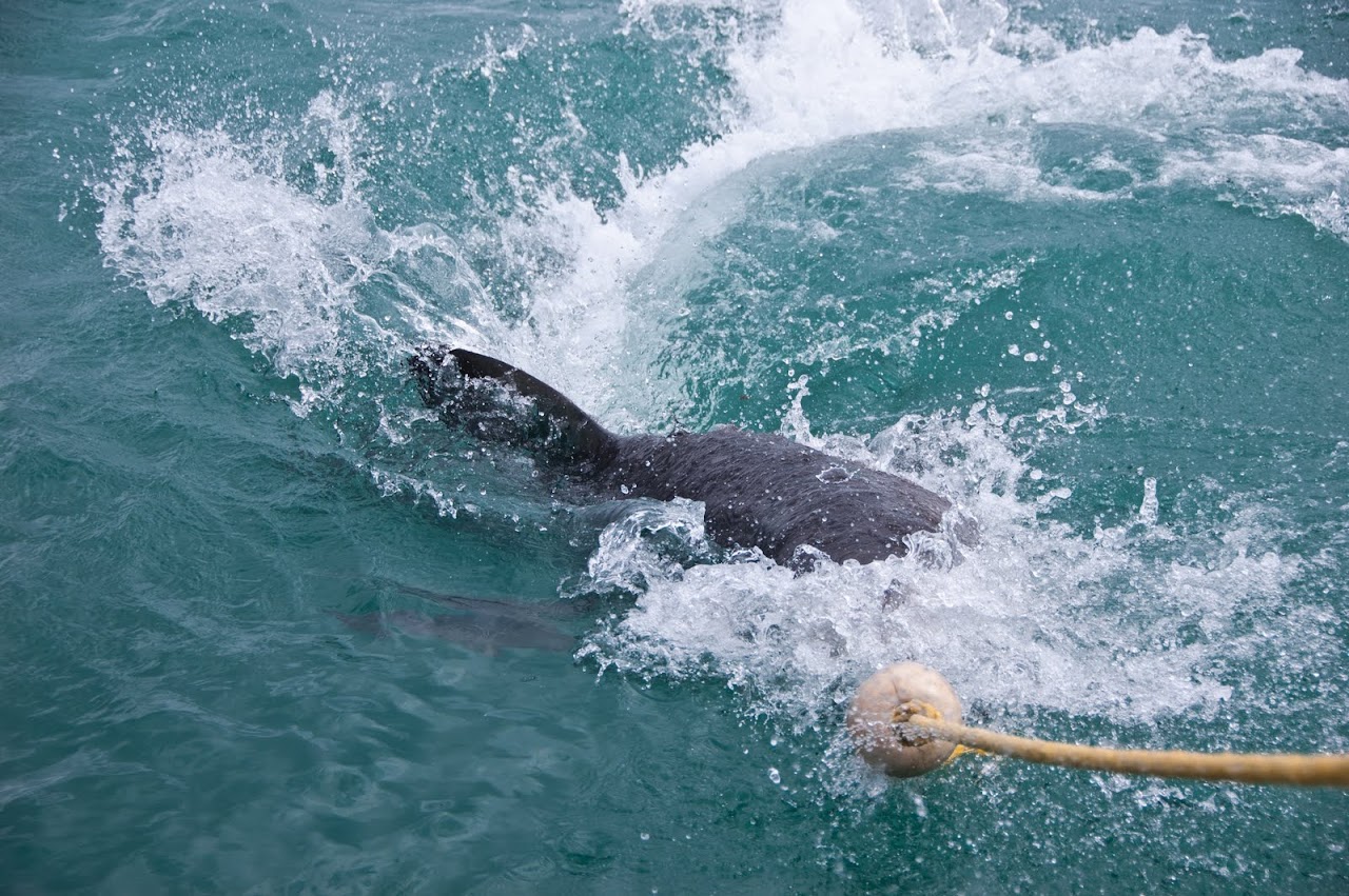 Shark pulling on tuna