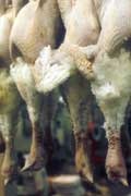 [dead%2520turkeys%255B3%255D.jpg]