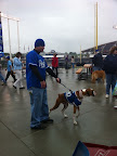 Royals fans- both human and canine come out to support their team on 'Bark at the K' bring your pooch to the game day!