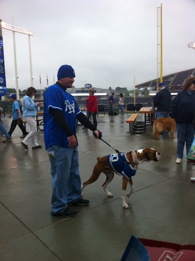 Royals fans- both human and canine come out to support their team on 'Bark at the K' bring your pooch to the game day!