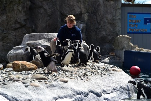 penguins penguins