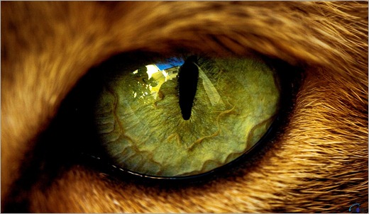 42_cats_eyes
