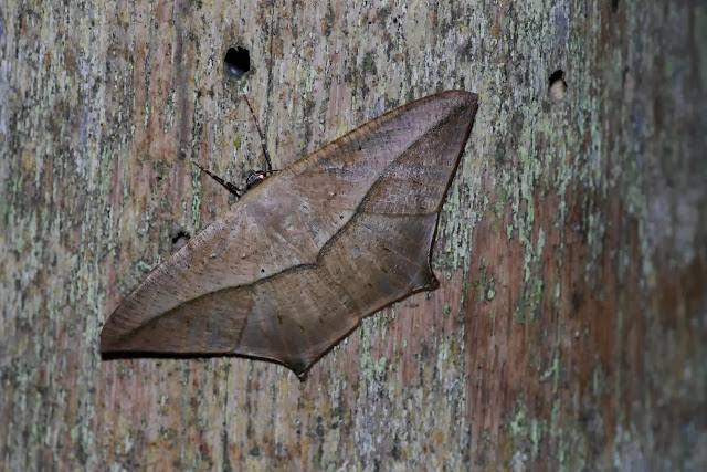 Ennominae : Prochoerodes onustaria HÜBNER, 1832. Los Cedros, 1400 m, Montagnes de Toisan, Cordillère de La Plata (Imbabura, Équateur), 18 novembre 2013. Photo : J.-M. Gayman