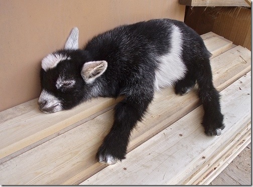 tired-cute-animals-3