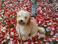 Sire Gorgeousdoodles Barley, a lovely Labradoodle.
