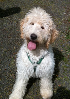 Mt. Jeffery Jefferson " Jeffrow"<br />
Labradoodle stud dog