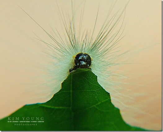 munching caterpillar