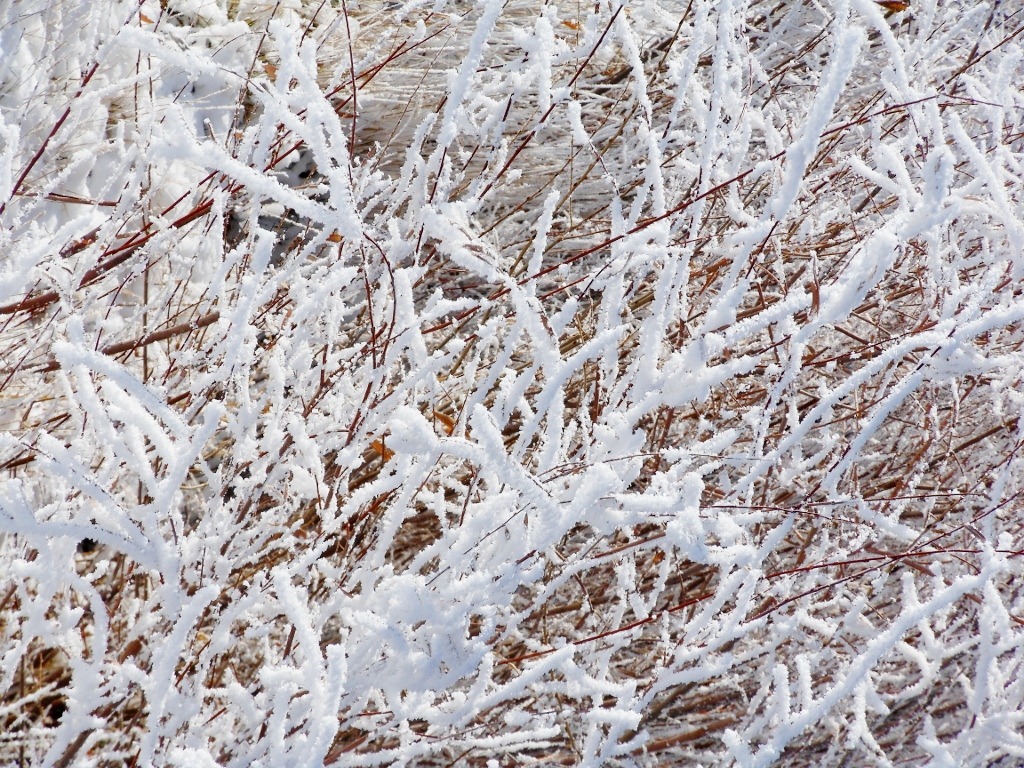 [frost%2520weeds%2520%25281024x768%2529%255B3%255D.jpg]