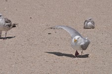 DSC_0470.JPG