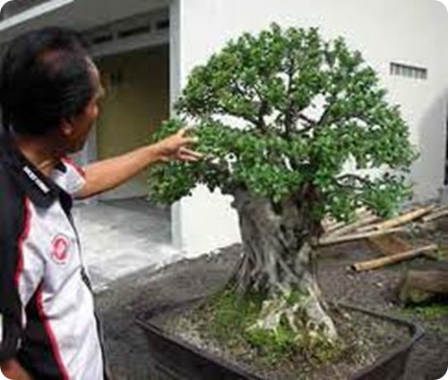 ficus bonsai3