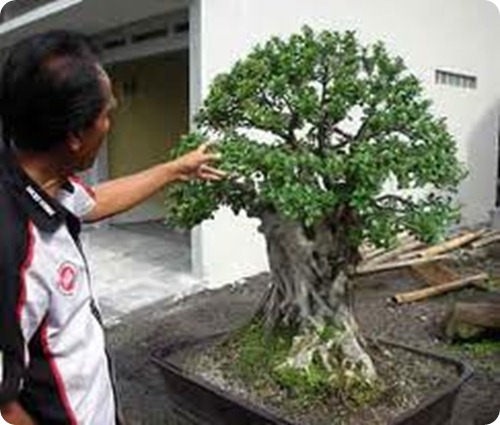 ficus bonsai3 ficus bonsai3