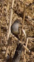 DSC02805.jpg