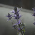 Alpine Flowers Pgphoto