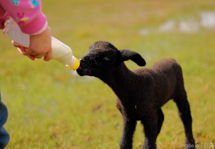 Lamb5 Lamb5