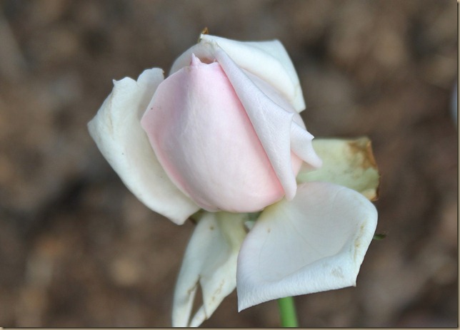 IMG_5806 IMG_5806