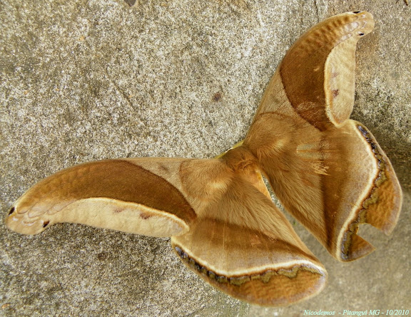 Saturniidae : Rhescyntis hippodamia hippodamia (CRAMER, 1777), mâle. Pitangui (MG, Brésil), 15 octobre 2010. Photo : Nicodemos Rosa