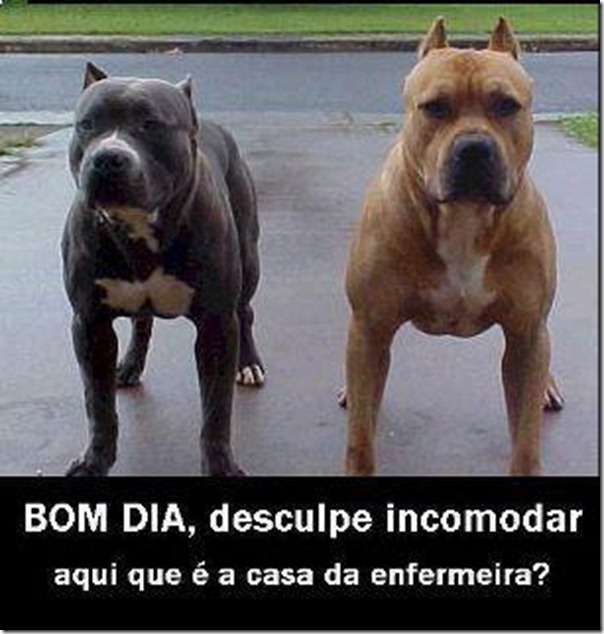 Queria ver a enfermeira tentando matar esses cachorrinhos aqui