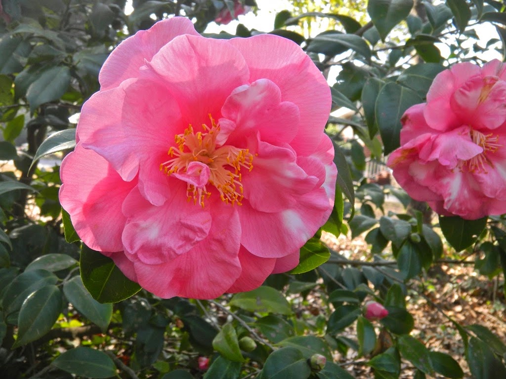[camellia35.jpg]