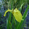 dsc03332.jpg