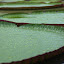 Amazon Water Lily Pads Can Grow to 3 Feet in Diameter - Adelaide, Australia