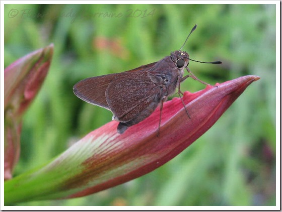 03-28-skipper2