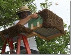 Swarm on ladder Swarm on ladder