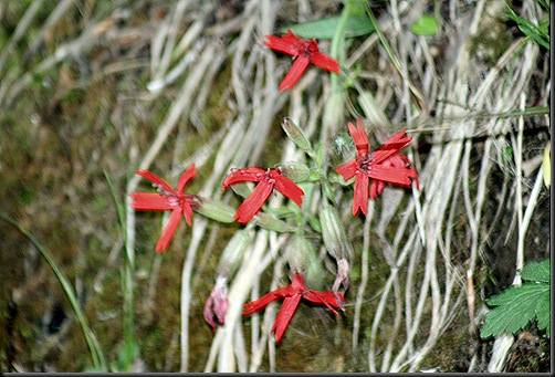 CCMP_ScarletCatchfly2