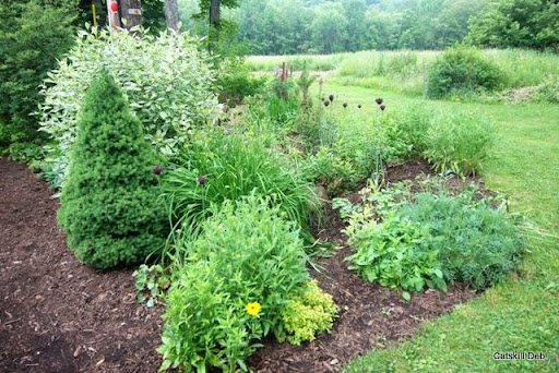 Dwarf+variegated+dogwood+shrub