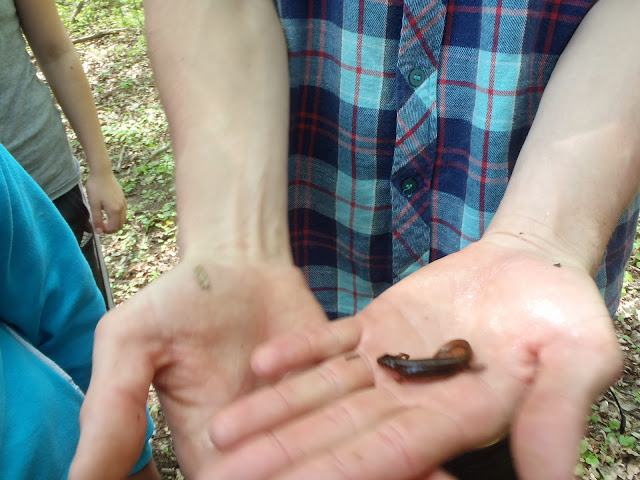 Za poznáním přírody lužní krajiny 12-13 (10).JPG