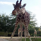 giraffe_diergaarde_blijdorp.jpg