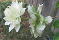 clematis white double 2013 odd one side view2