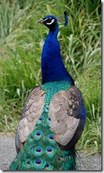 aviary14