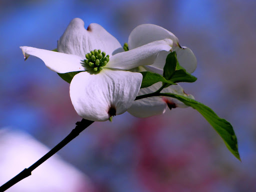 Dogwood+tree+blossoms