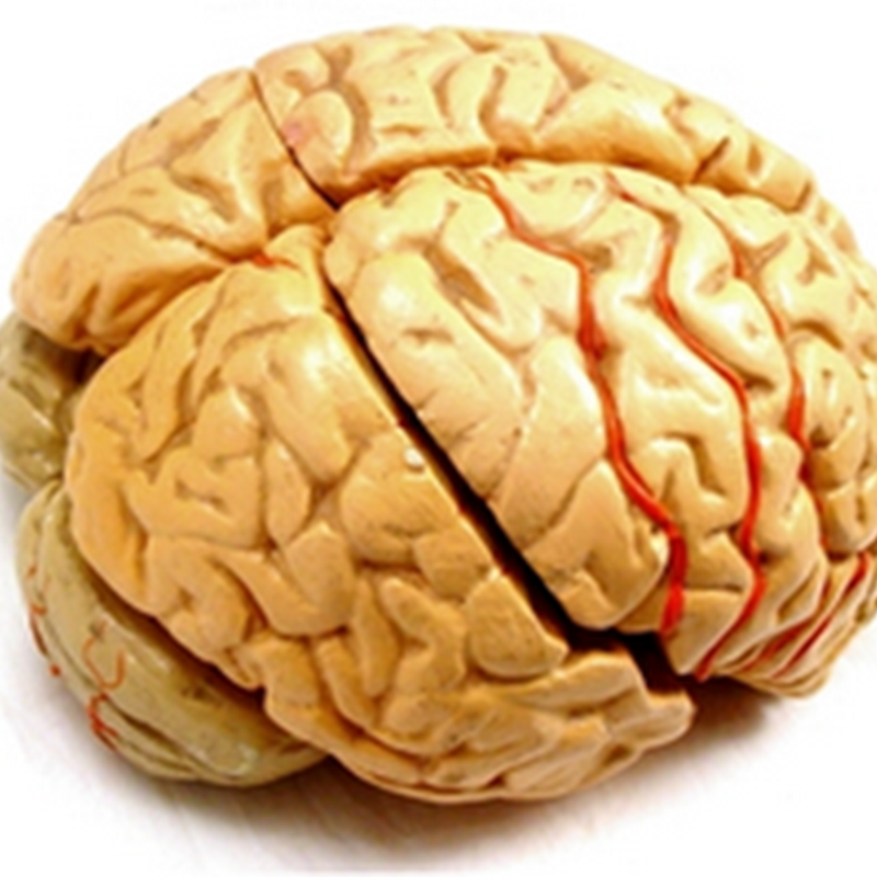 The cerebrum I