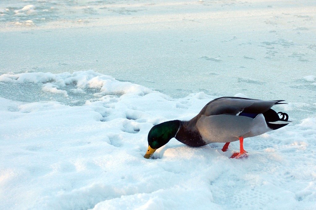 [snow%2520duck%255B4%255D.jpg]