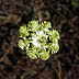 Helichrysum%252520armenium%25252c%252520tsaghkadzor%25252c%2525202012.09.15%252520%25252802%252529