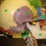 skull_lateral.jpg
