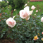 Rose Garden