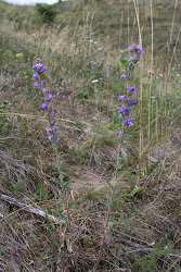 Ein interessantes Element der Flora des Toužínsker Hanges ist das Auftreten der spätblühenden Knäulglockenblume (Campanula glomerata subsp. farinosa).