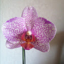 Orchid