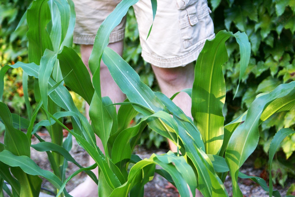 [240-Knee-High-copy.jpg]