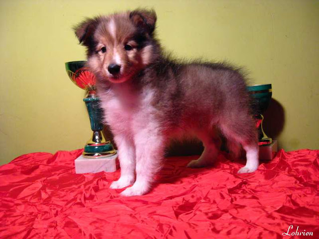Sheltie