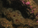 Fan worm: fan worms and jewel anemones