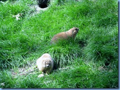 0234 Alberta Calgary - Calgary Zoo The Canadian Wilds - Black-Tailed Prairie Dog